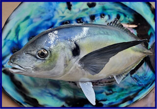 - Coromandel Fish and Kayak