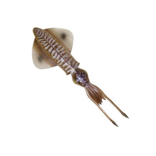 Savage 3D LB Swim Squid Soft Plastic 3 sizes