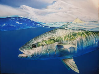 Yellowtail Kingfish Canvas Print 305 x 228mm 35mm Frame