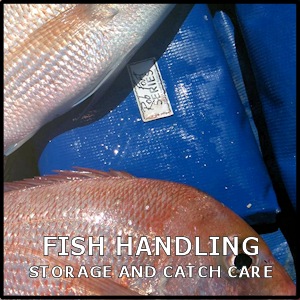 Catch Care, Fish Handling and Storage