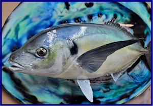 - Coromandel Fish and Kayak